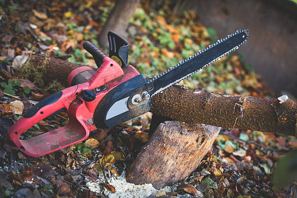 How Our Tree Care Process Works  in  Maiden, NC