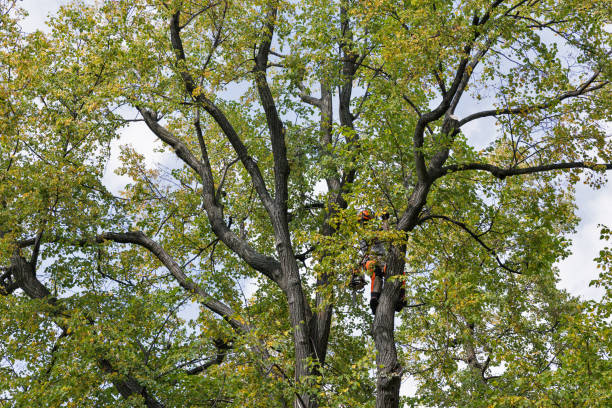 Best Utility Line Clearance  in Maiden, NC